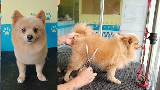 FOX TYPE Pomeranian Dog Grooming Handcut  Groomer Style [upl. by Yaya192]