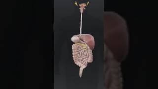 H digestive system mode up of the gstrontestinal tract [upl. by Aslehc]