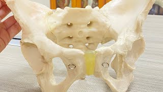 Anatomy of Pelvis  pelvis region  pelvis inlet and outlet  easy explanation [upl. by Askwith]