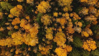 Resilience in the Wilderness Breathing Chanting Persevering [upl. by Fernas]