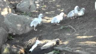 2011 Trumpeter Swan Cygnets at Waterfowl Lake [upl. by Schurman]