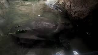 Zoo Barcelona 2019 Trionyx triunguis African softshell turtle [upl. by Siddon]