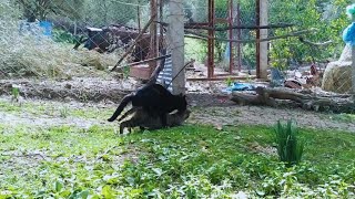 mating catsfemale cat mating female cats sounds [upl. by Girhiny239]