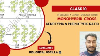 MONOHYBRID CROSSGENOTYPIC amp PHENOTYPIC RATIO knowledgeeasy explainedclass10boardexam 2024 [upl. by Uno]