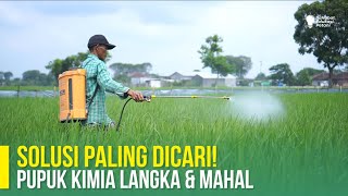 KUNCI SUKSES TANAM PADI PUPUK DIKURANGI HASIL BERTAMBAH [upl. by Eelirak]