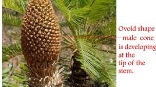 Cycas Life Cycle [upl. by Reitrac]