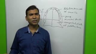 Anatomy of palate [upl. by Yllek]