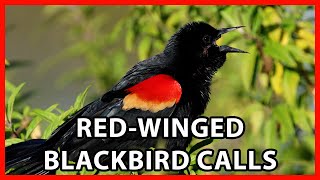 RedWinged Blackbird Calls [upl. by Nyvar864]