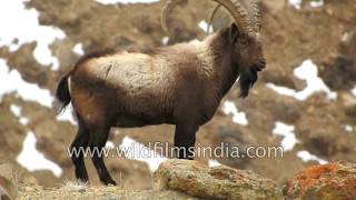 Ibex of the Himalaya rare look at wild goat that lives in tough conditions [upl. by Petrick]