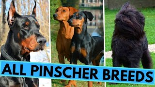 ALL 8 Pinscher Dog Breeds  Doberman  Min Pin  German Pinscher and Others [upl. by Micky430]