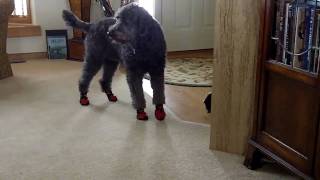 Labradoodle Snow Shoes [upl. by Monroy]