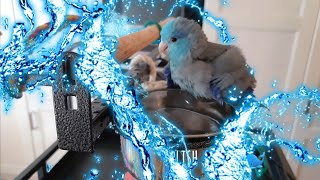 Parrotlet Bath Time [upl. by Berlin]