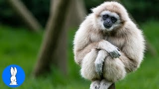 Cute Gibbons Playing amp Climbing [upl. by Steady]