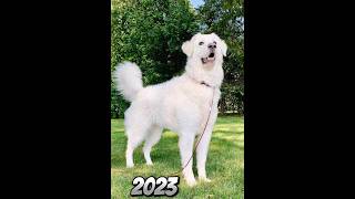 2023 kuvasz and 5000bce kuvasz mythical genius viral foryou foryou foryou viralvideo viral [upl. by Odnumyer117]