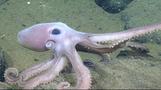 Meet the Animals of Endeavour Hydrothermal Vent Field  Nautilus Live [upl. by Adamson]