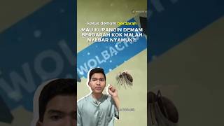 nyamuk wolbachia sengaja disebarin nyamuk dbd demamberdarah setauekida youtubehealthindonesia [upl. by Ahtilat]