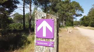 Slow Down and Take in the Beauty of Wareham Forest A Wareham Forest Walk [upl. by Vas42]