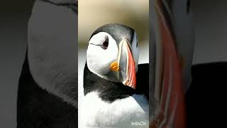 Can puffins fly underwater shorts shortfeed youtubeshorts [upl. by Raycher]