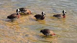 Whitefaced Whistling Duck Bath time [upl. by Arbuckle63]