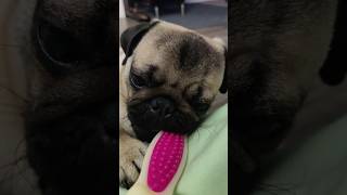 Pug puppy bone chew time chewtoy puglife cutepug chewing cutepuppy [upl. by Ytak]