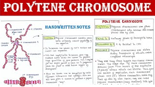 Polytene Chromosome  Structure  Function [upl. by Georgie]