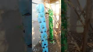 my farm hydroponics farming [upl. by Somar205]