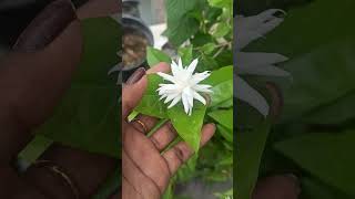 chameli ka phool [upl. by Nnyloj]