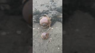 Finding hermit crabs in the wild last part [upl. by Frydman651]