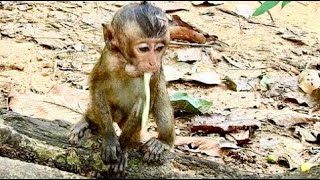 Pity Lory Very Wretch Very Poor Head injury Red ant bite And More Vomit Why Like ThisSPBB Monkey [upl. by Ahsinac]