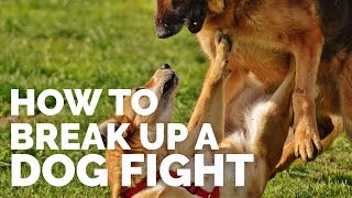 How to Break up a Dog Fight [upl. by Alleinnad]