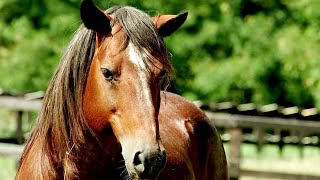 Os Melhores Cavalos de Rodeio do Brasil ● Tropa WR Cutiano [upl. by Ekusuy]