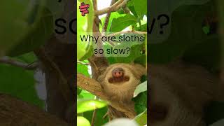 Why are sloths so slow [upl. by Jodie25]