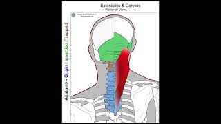 Splenius Capitis  Anatomy Perspective [upl. by Oznola]