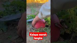 short buah kelapa merahshortvideo buahunik fypyoutube [upl. by Aunson]