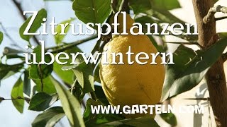 Zitruspflanzen überwintern [upl. by Enytsirk]