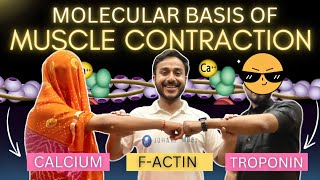 molecular basis of muscle contraction physiology  excitation contraction coupling physiology [upl. by Deena]