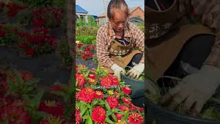 Remove grasses from farm flowers shortvideo howtogrowportulaca garden gardening [upl. by Nwahsek886]