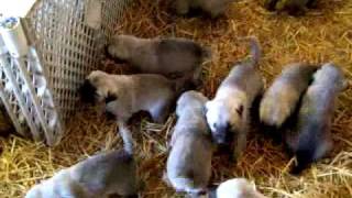 Kangal Puppies [upl. by Asilahs]