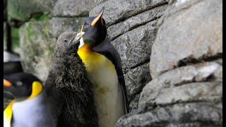 Hoe eten de kuikens van de KONINGSPINGUINS in Diergaarde Blijdorp Rotterdam [upl. by Loyce948]