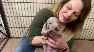 Lillys Silver Weimaraner Puppies [upl. by Anilos]