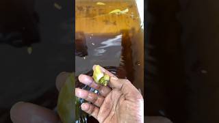 Why apple snail is important vedhafishfarm fishtank trending applesnail [upl. by Dyan]