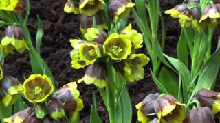 Fritillaria Michailovskyi  Fritillaria Bulbs at DutchGrowncom [upl. by Artenak]