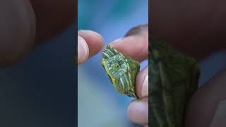 TURTLE INSIDE FISH is ALIVE Shorts [upl. by Felicdad]