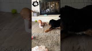 Baby and Dog Fun♥️ Cute Baby and Funny Dog VideoShortsViralDogBaby Adorablevideo funny video [upl. by Giffard]