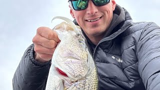 BASS STRIPER PERCH amp PICKEREL Beltzville Lake February Fishing [upl. by Kalbli838]