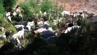 Goats for Erosion Control [upl. by Arymas87]