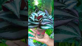 Wandering Jew Plant propagation with zero cost trending propagation shorts [upl. by Ponce]