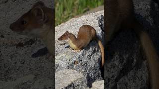 A healthy long tailed weasel taking a sun break after catching a vole for breakfast [upl. by Dami]