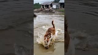 A sudden violent storm caused raging rapids and floods A golden retriever bravely rescued a child [upl. by Nirre808]