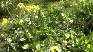 Gloucestershire Cowslips [upl. by Sidney129]